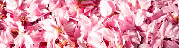 Sherwood Green Life Rose Collection | natural beauty products with rose, rose hip skin care products, natural skin cleansing products, natural and organic skincare